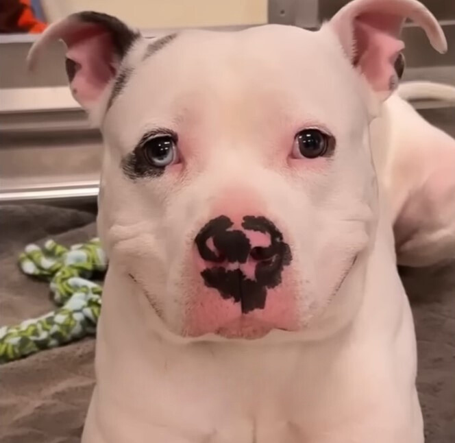 white rescue dog