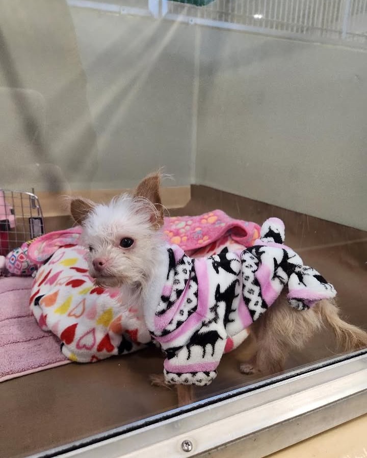 white tiny dog