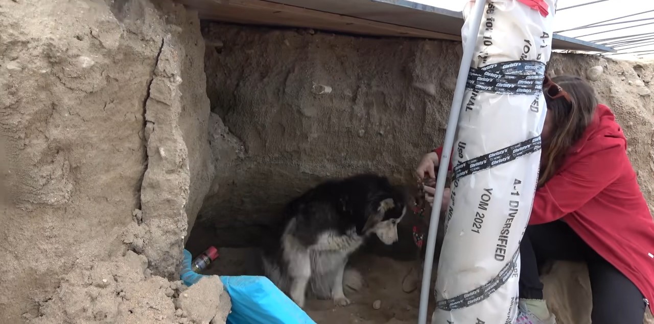 woman and abandoned husky