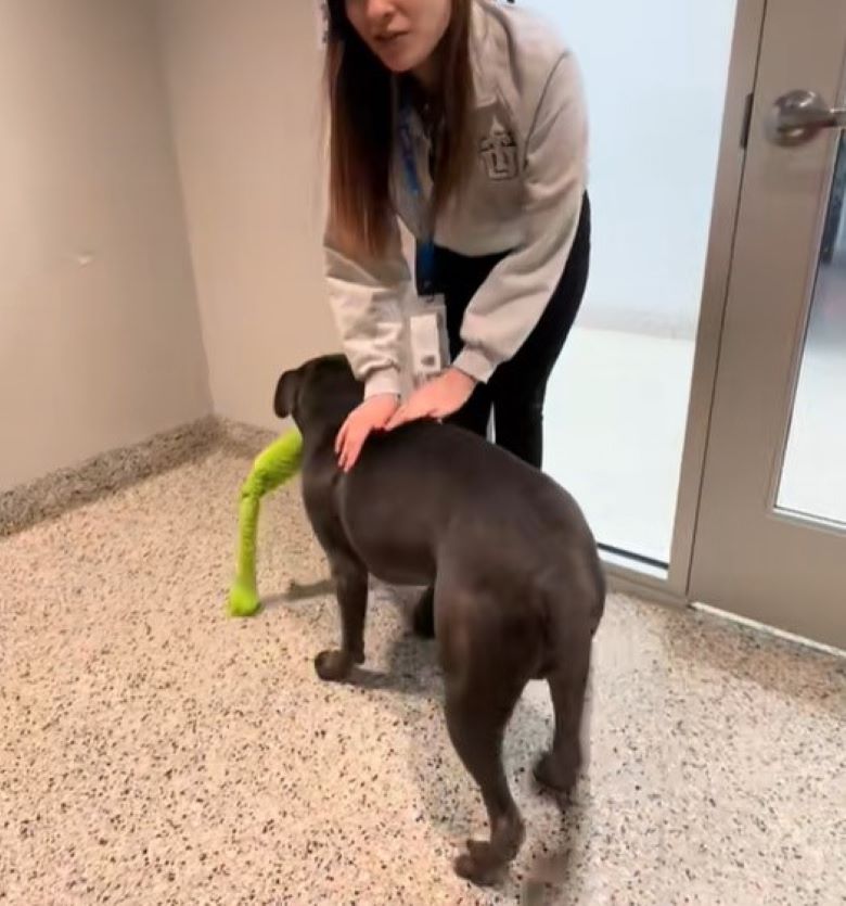 woman and black dog with toy