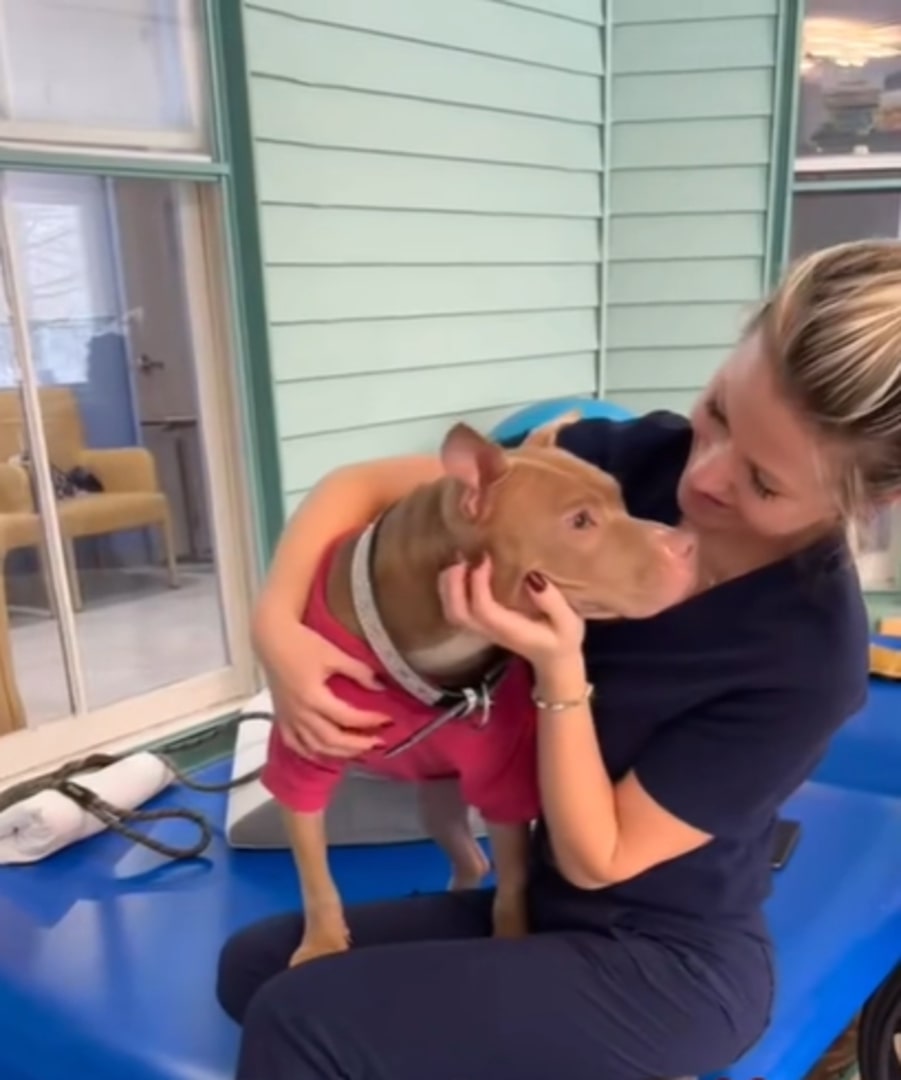 woman and brown dog