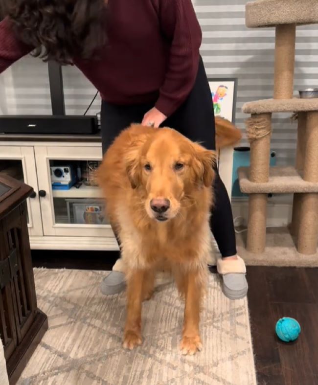 woman and brown dog in house