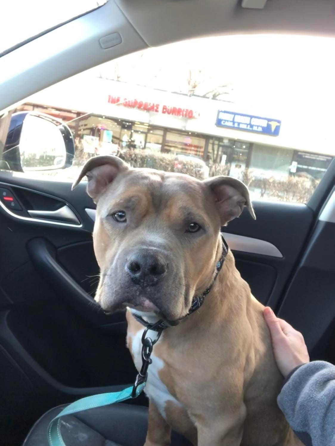 woman and dog in car