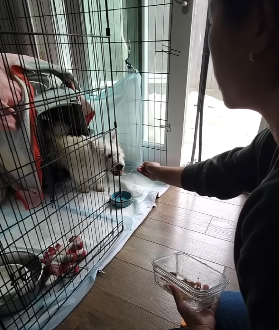 woman and dog in crate