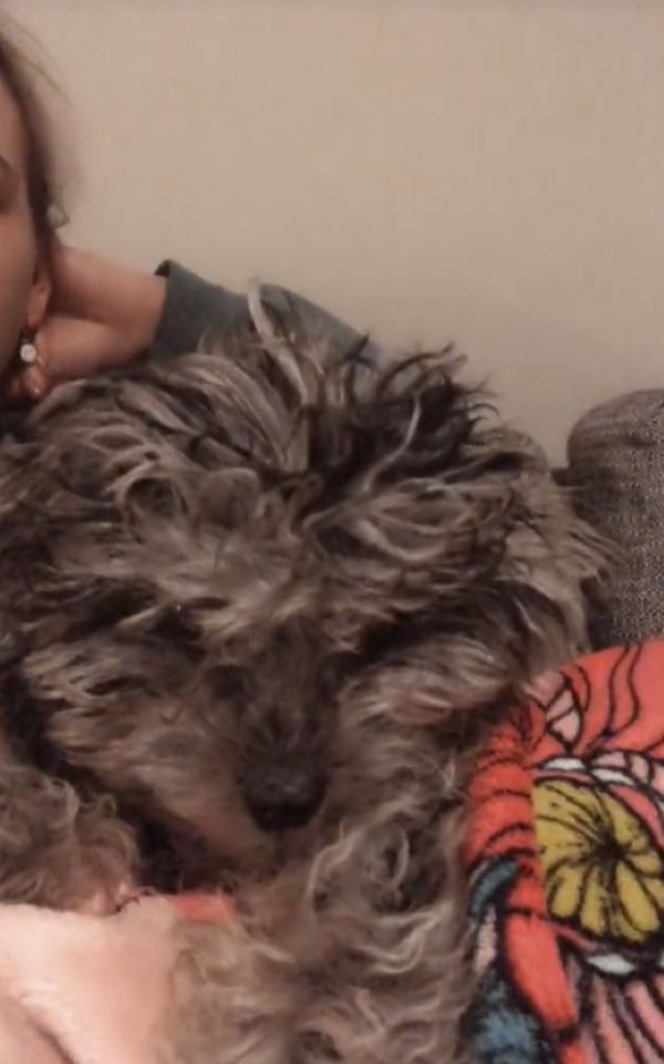 woman and gray dog