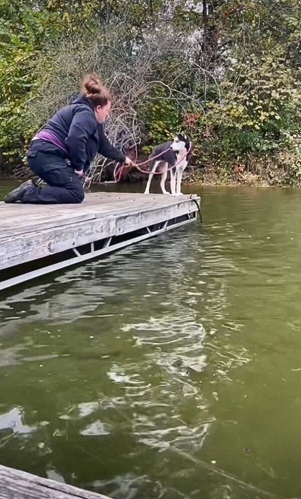 woman and husky