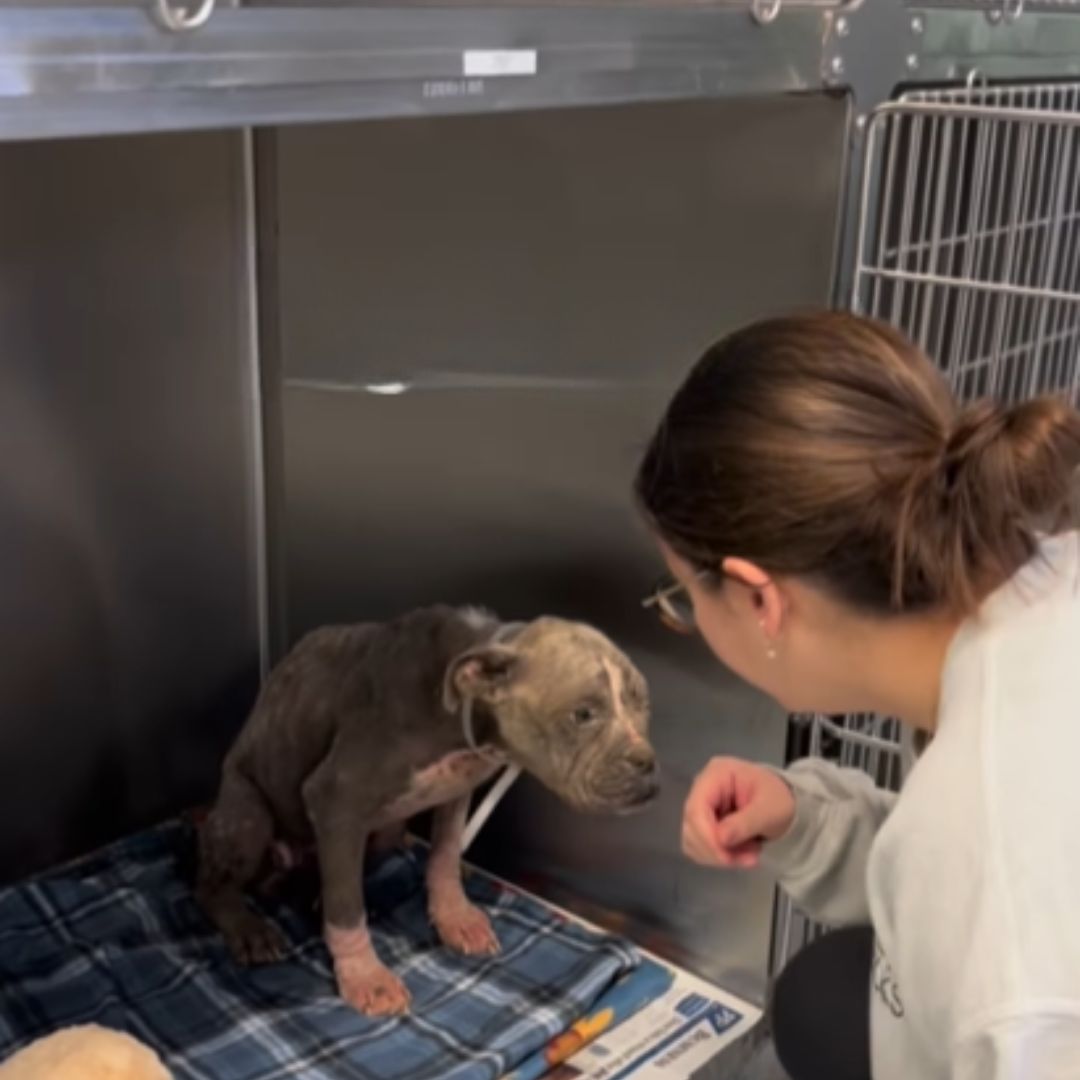 woman and tiny dog