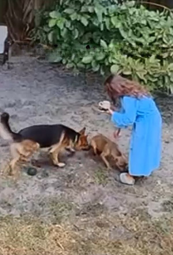 woman and two dogs