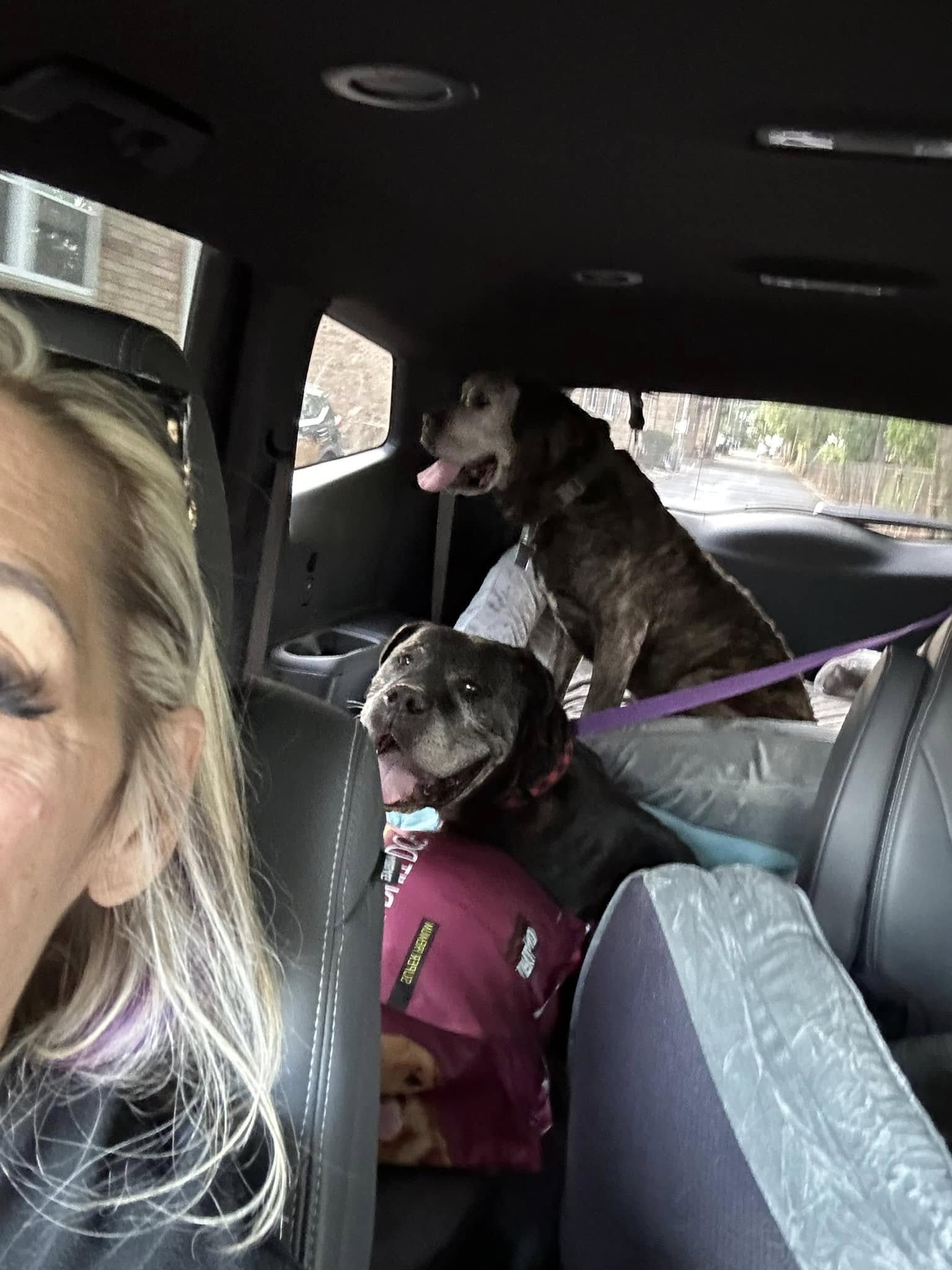 woman and two dogs in car