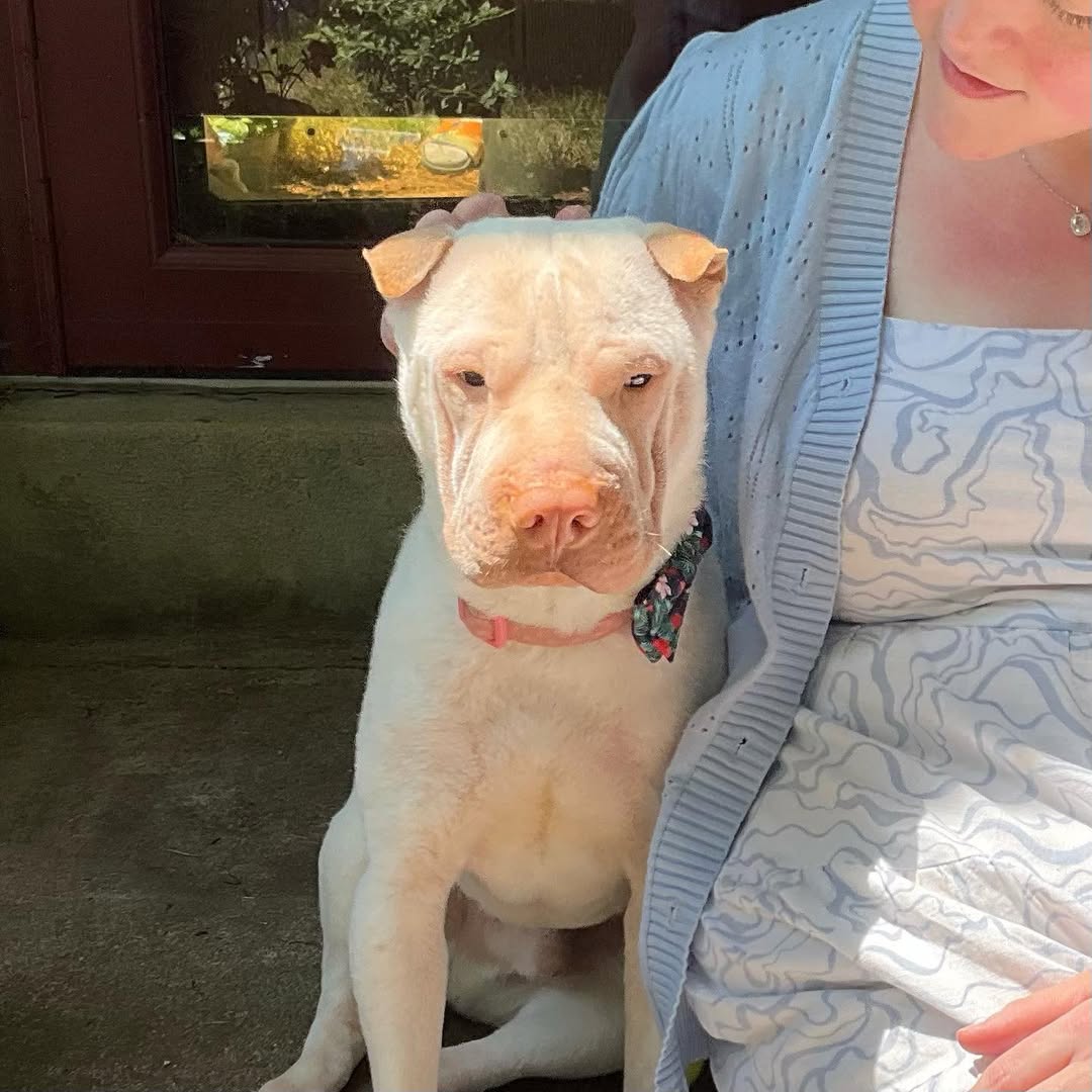 woman and white dog