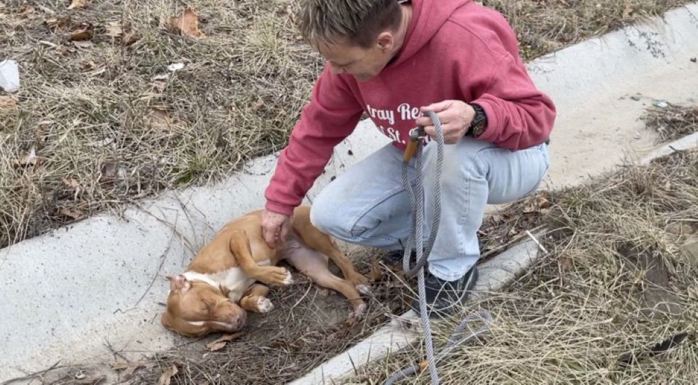 woman caressing small puppy in a ditch