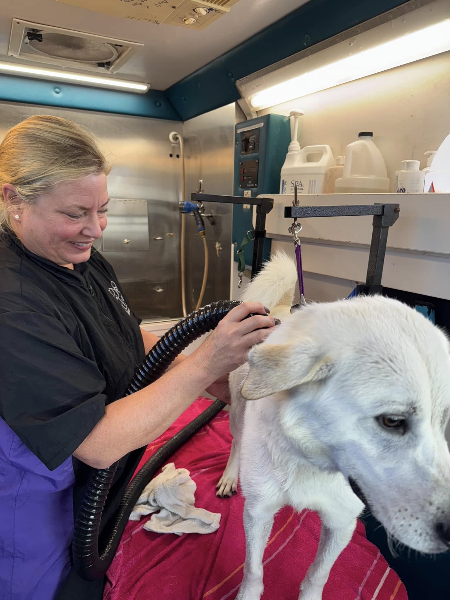 woman drying the white dog