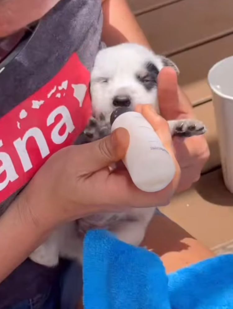 woman feeding a puppy