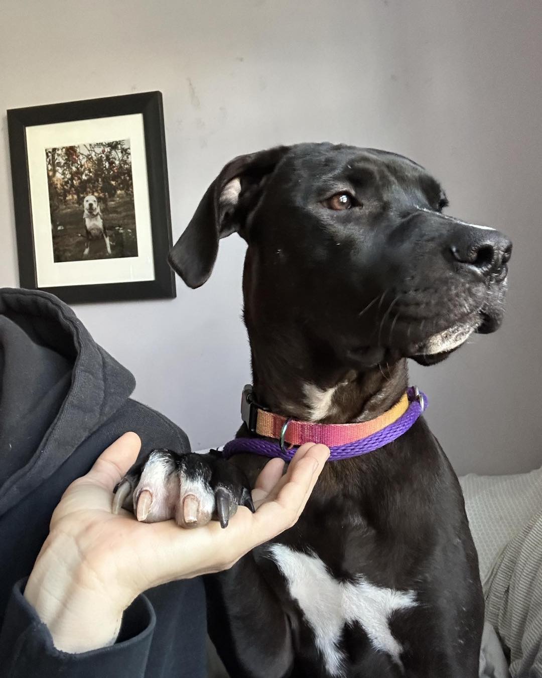 woman holding a black dog paw