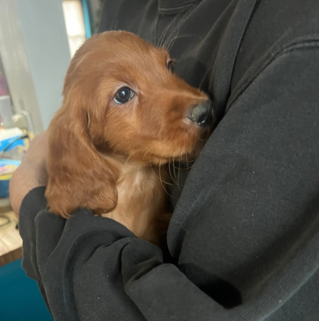 woman holding a brown puppy
