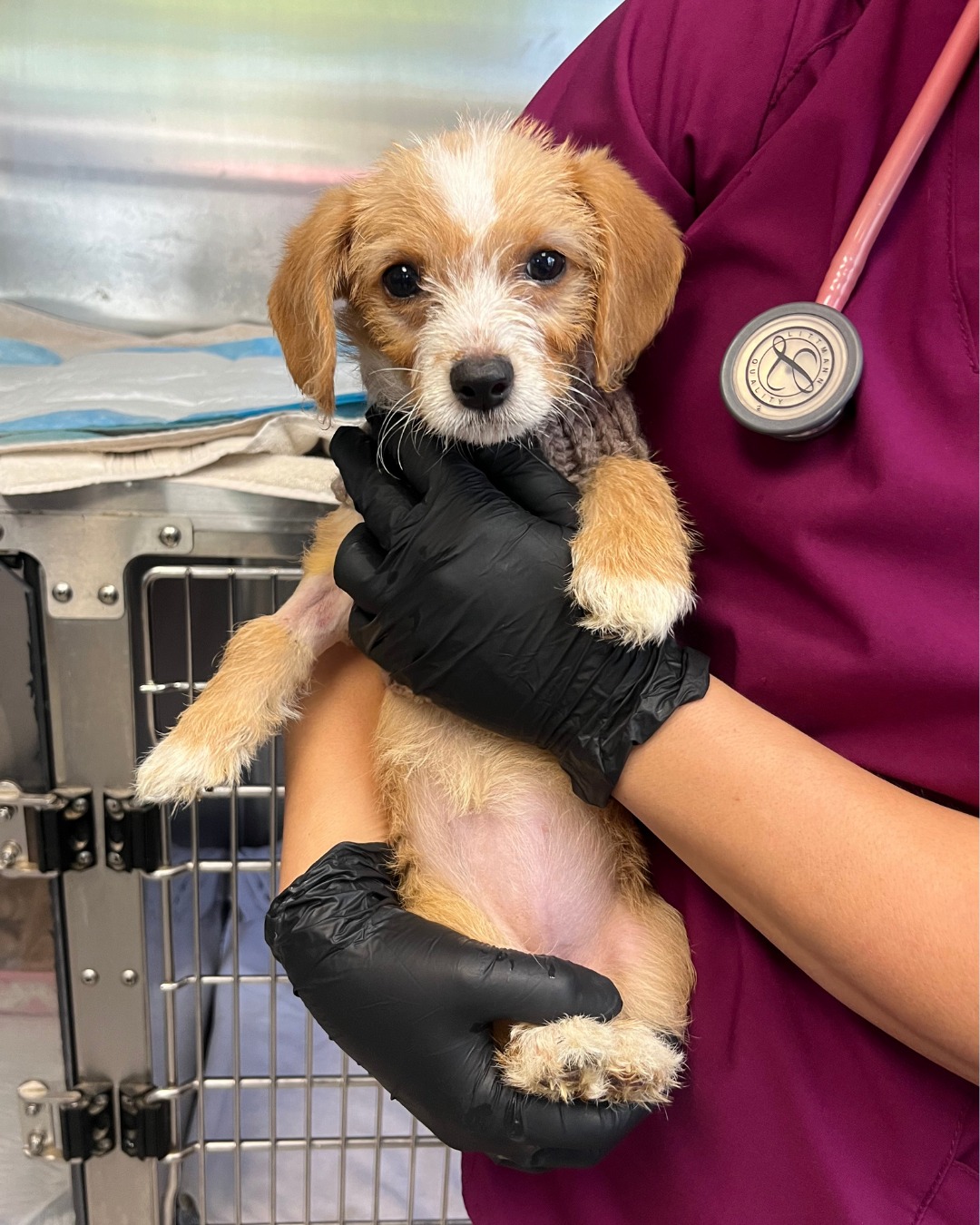 woman holding a dog
