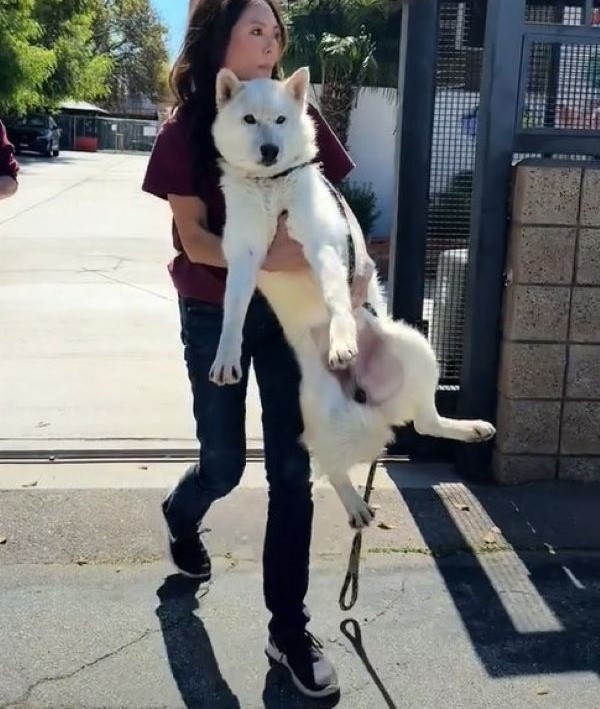 woman holding a giant white dog
