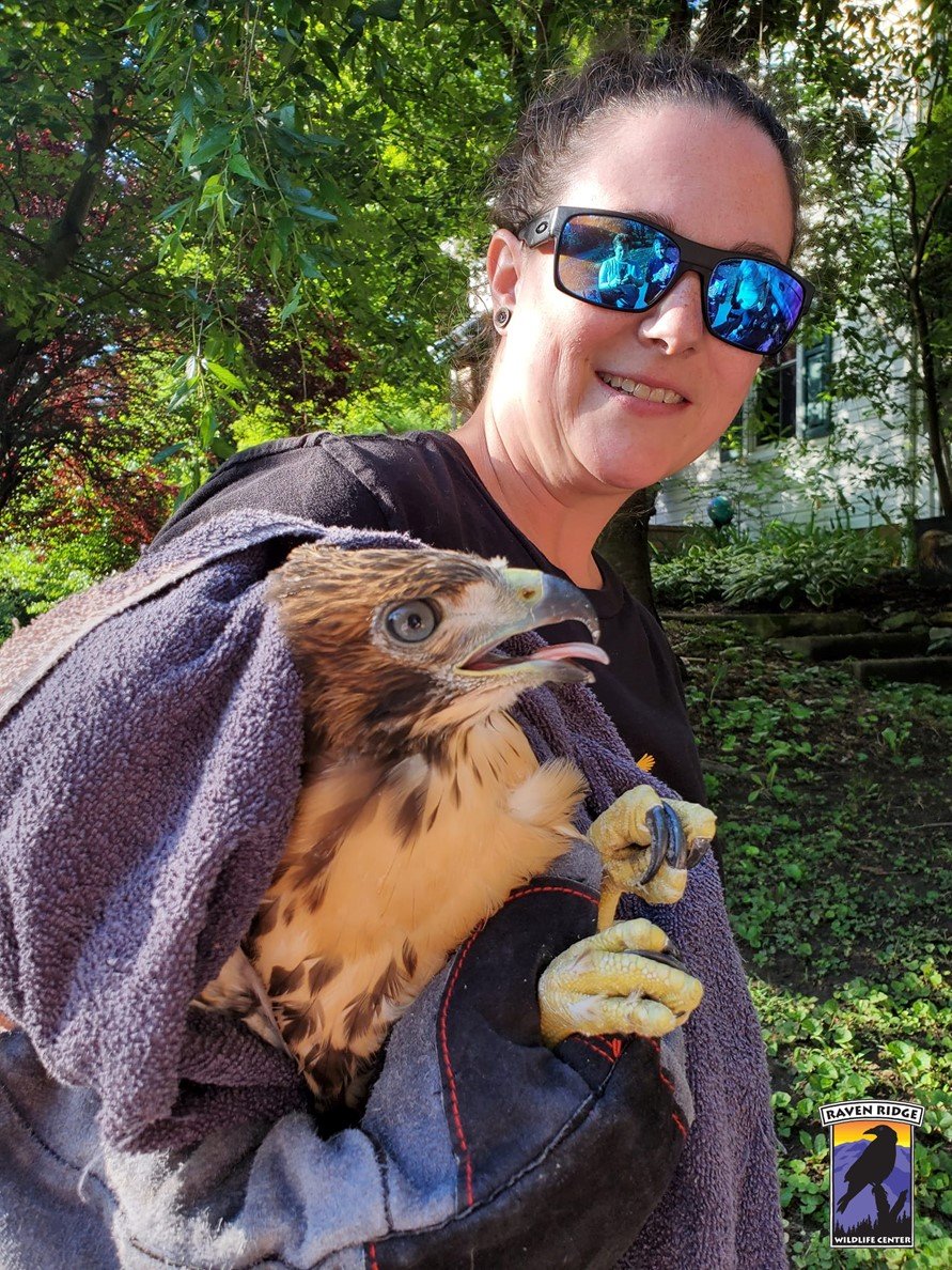 woman holding a hawk