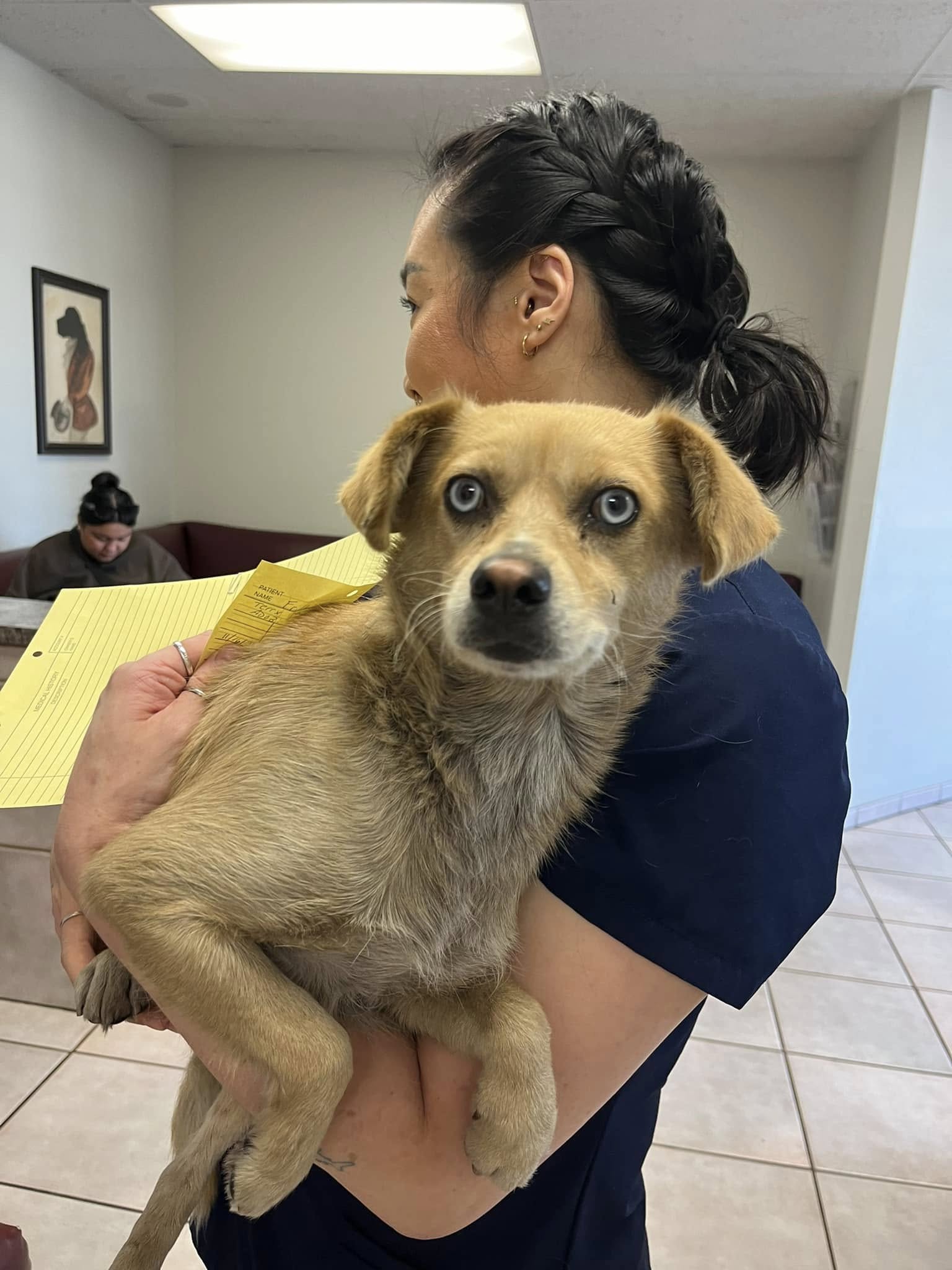 woman holding a pregnant dog