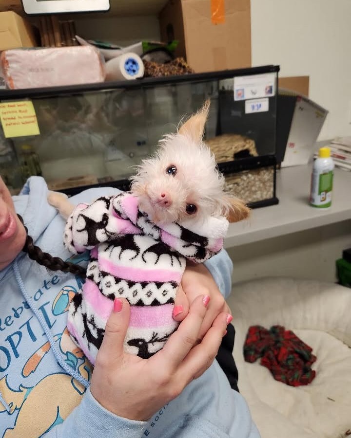 woman holding a tiny cute dog