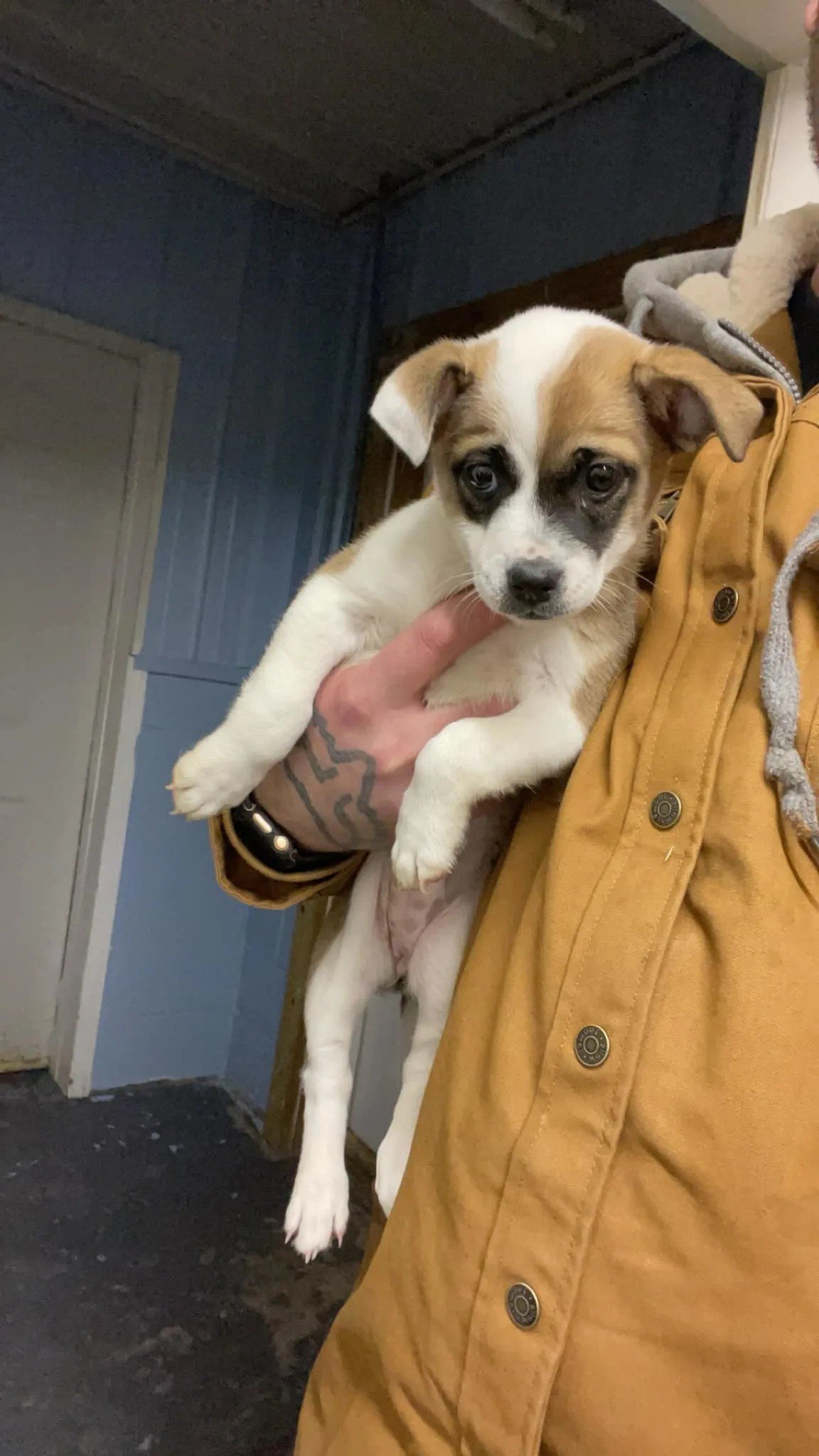 woman holding a tiny dog