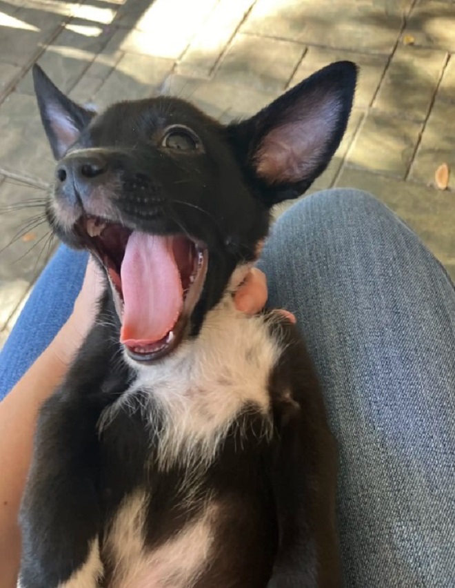 woman holding a tiny puppy