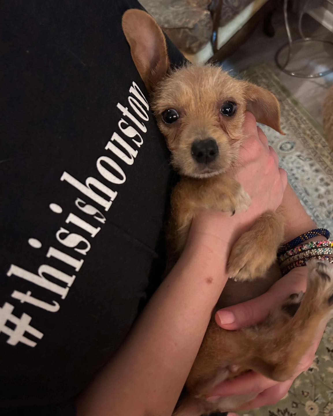 woman holding a tiny stray dog