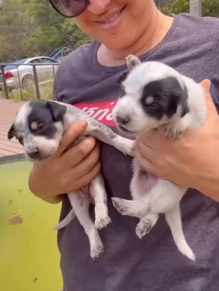 woman holding two puppies