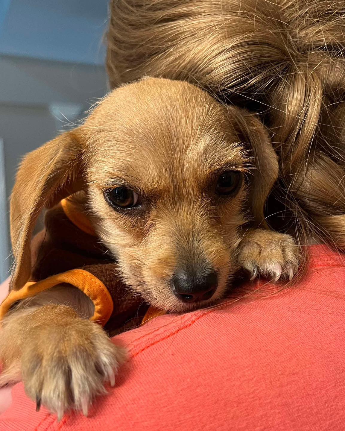 woman hugging a tiny dog