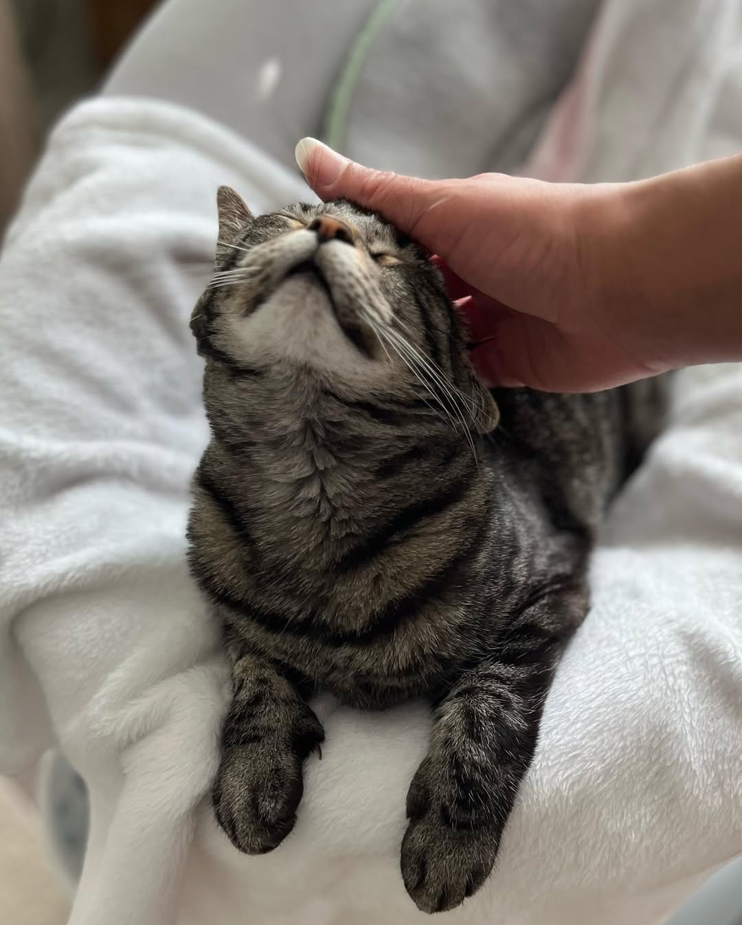 woman petting a cat