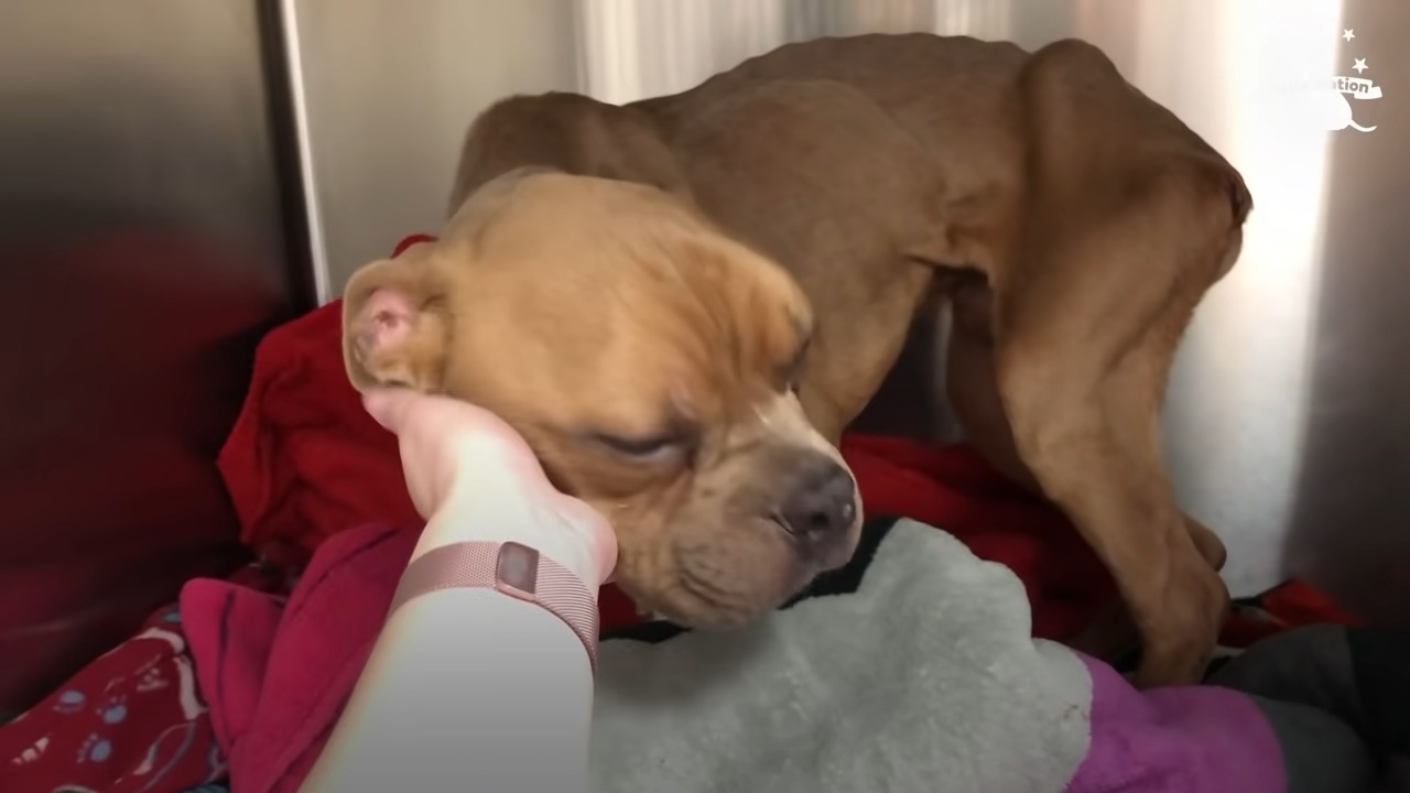 woman petting a dog
