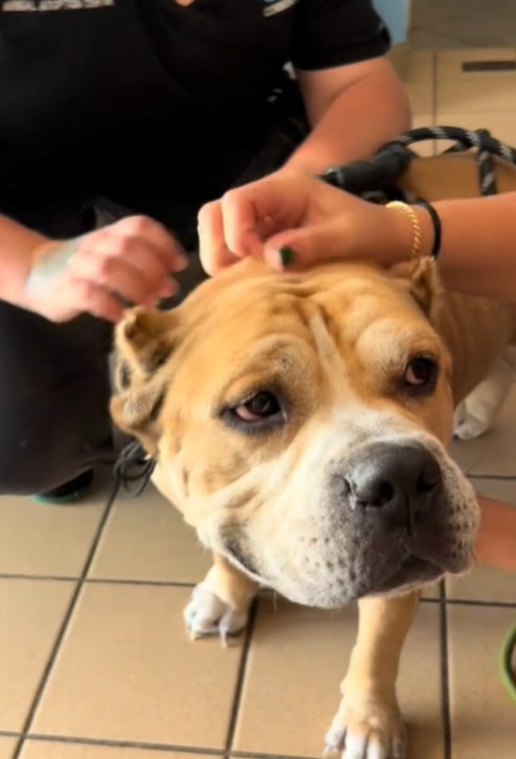 woman petting a rejected dog