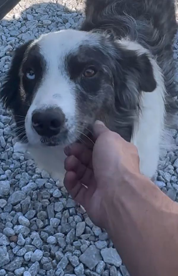 woman petting a stray dog