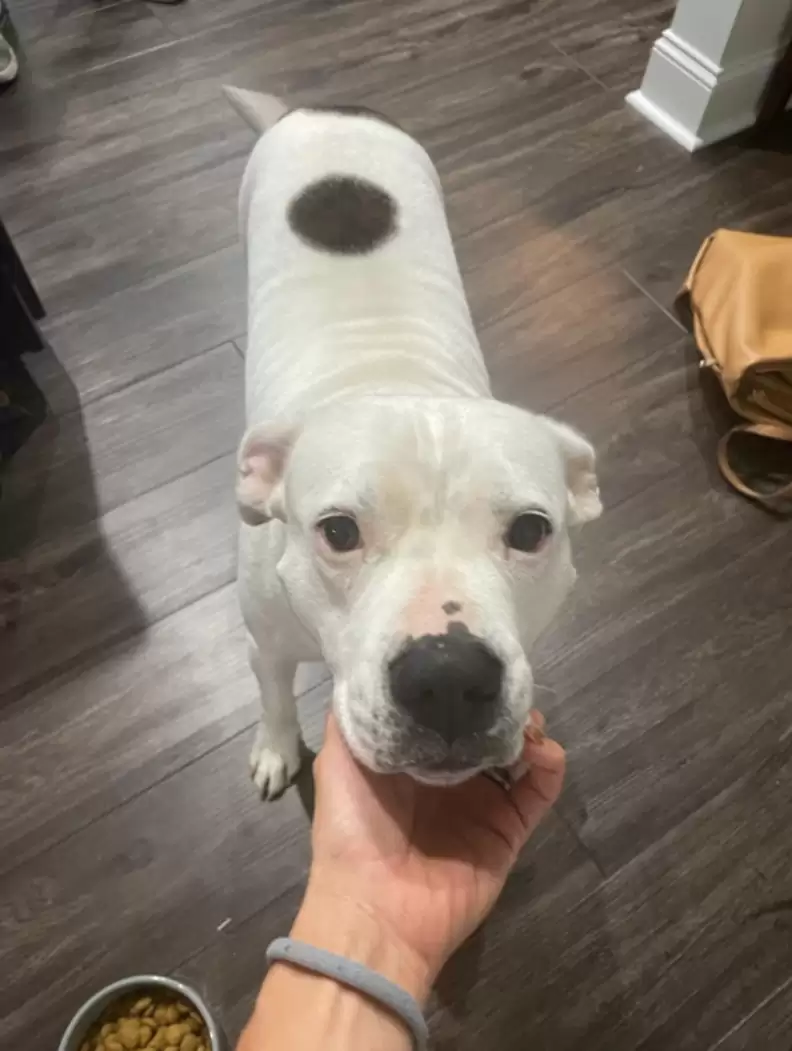 woman petting a white dog