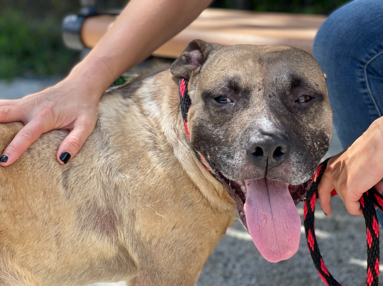 woman petting happy dog