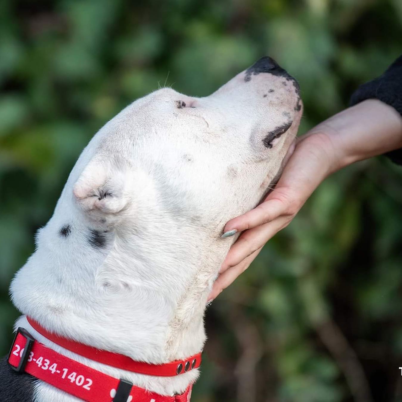 woman petting white Pitbull