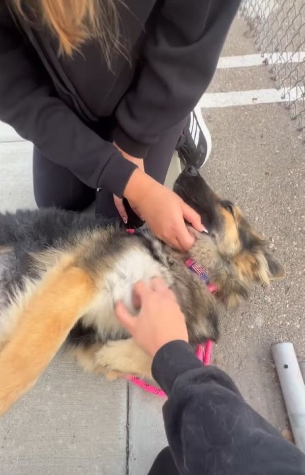 woman playing with dog