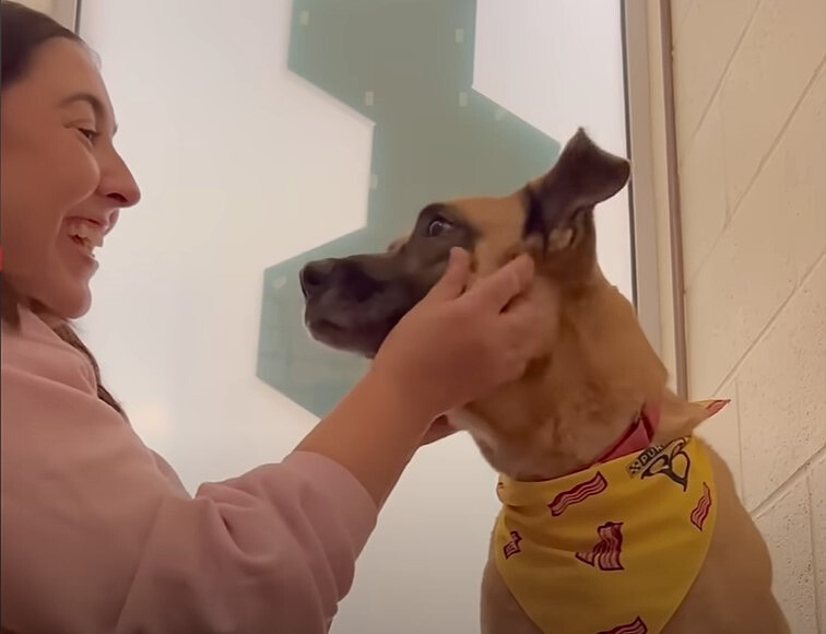 woman playing with mother dog