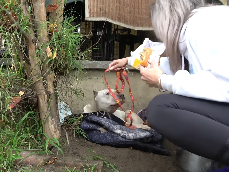 woman putting a leash on dog