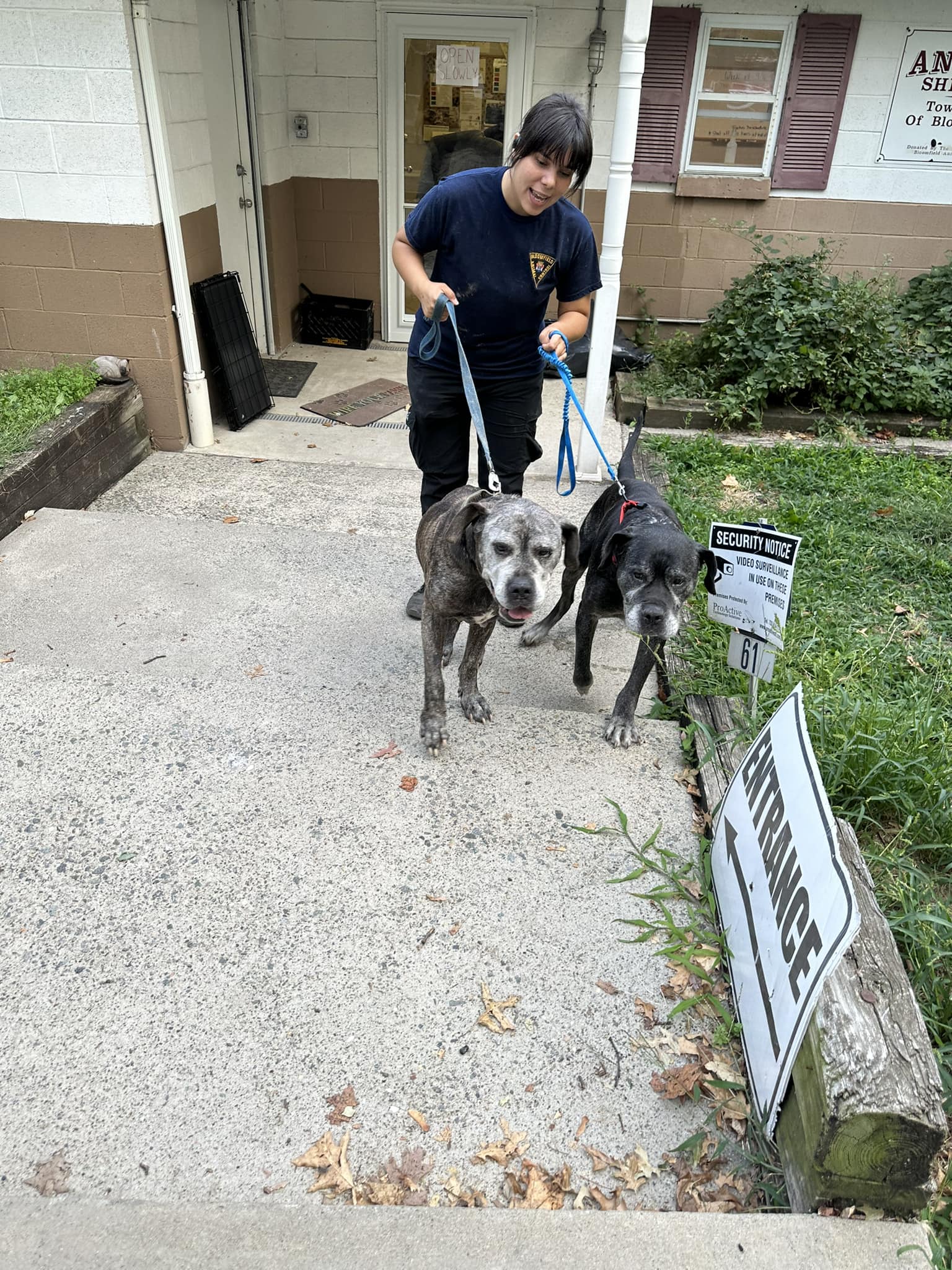woman walking two old dogs