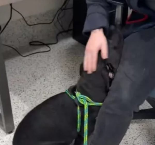 worker and dog