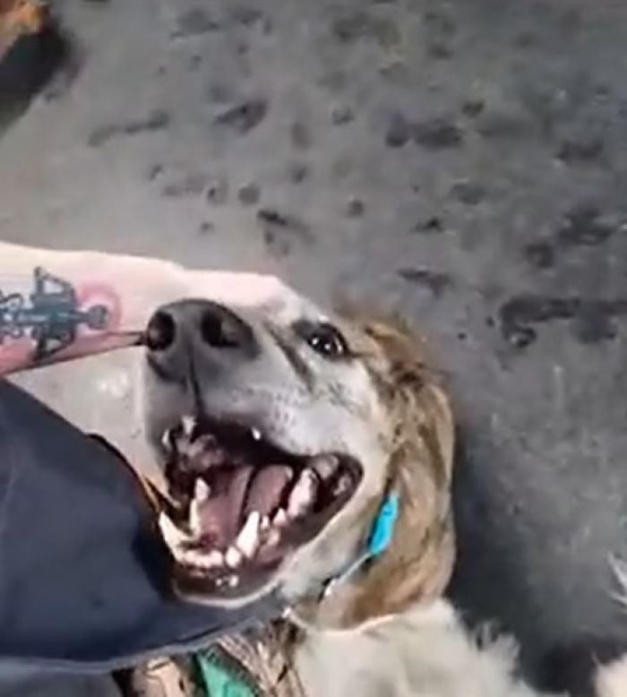 worker and dog