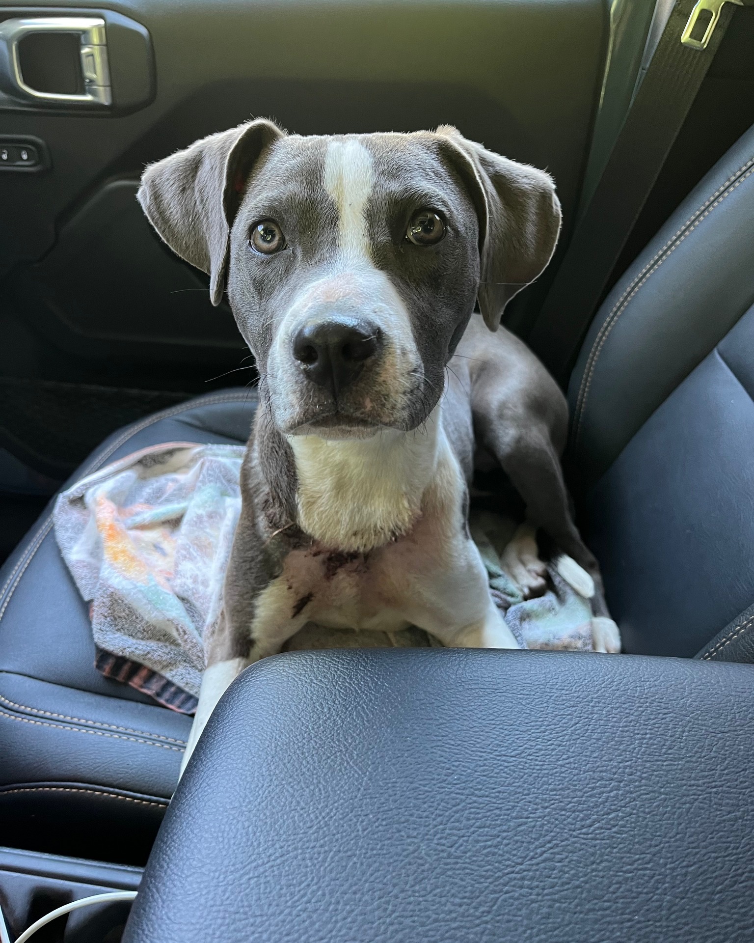 wounded dog in car