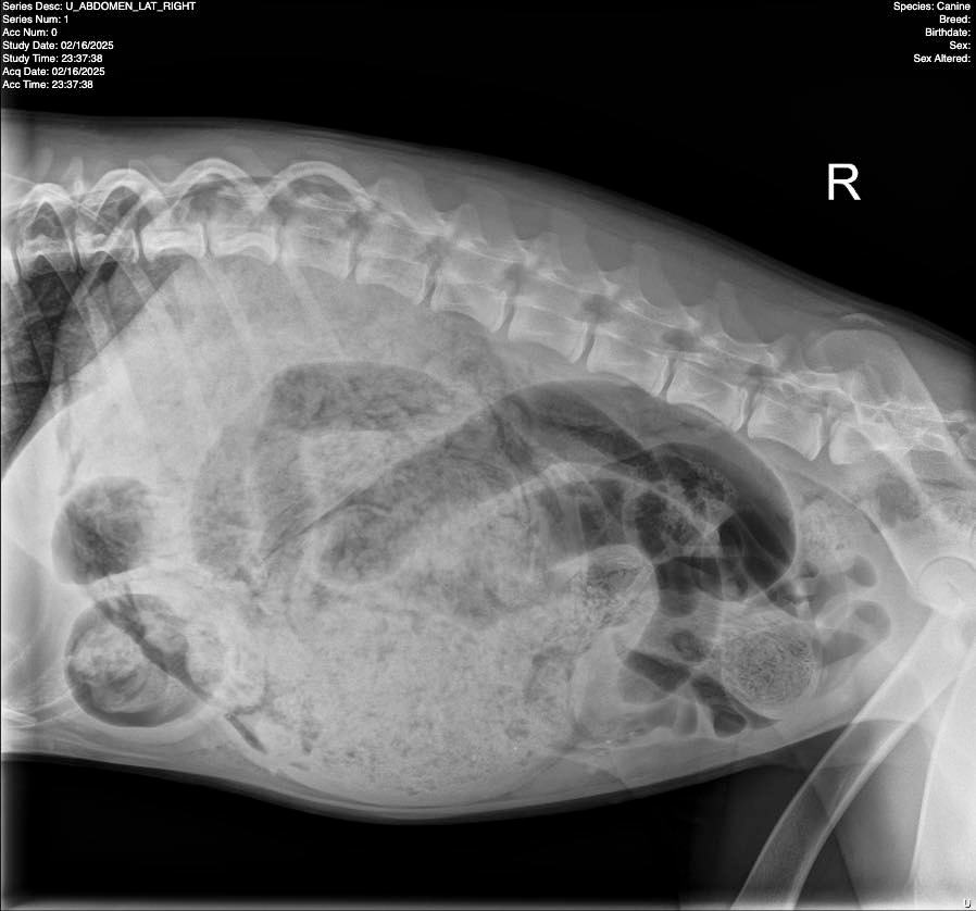 x-ray of dog
