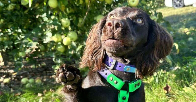 Dog-Friendly Fall Festivals Happening In Indiana