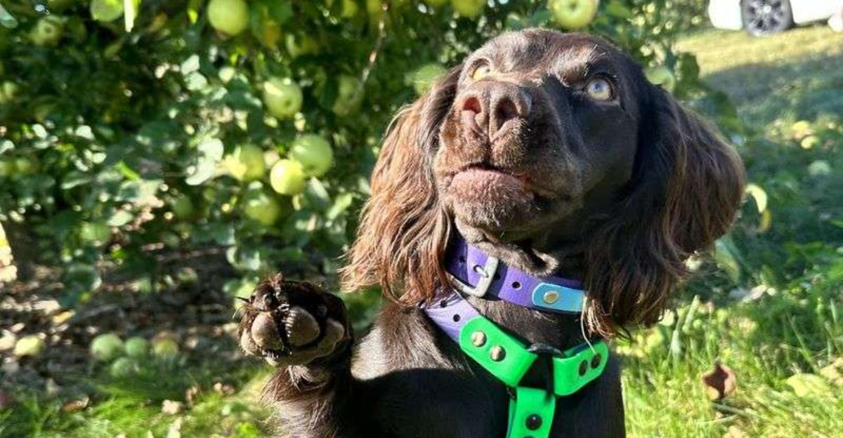 Dog-Friendly Fall Festivals Happening In Indiana