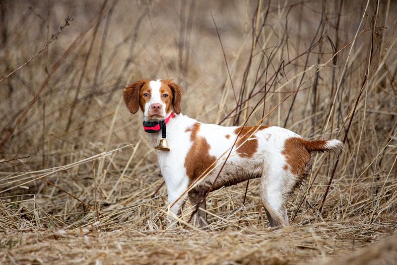 Hunting Season Abandonment