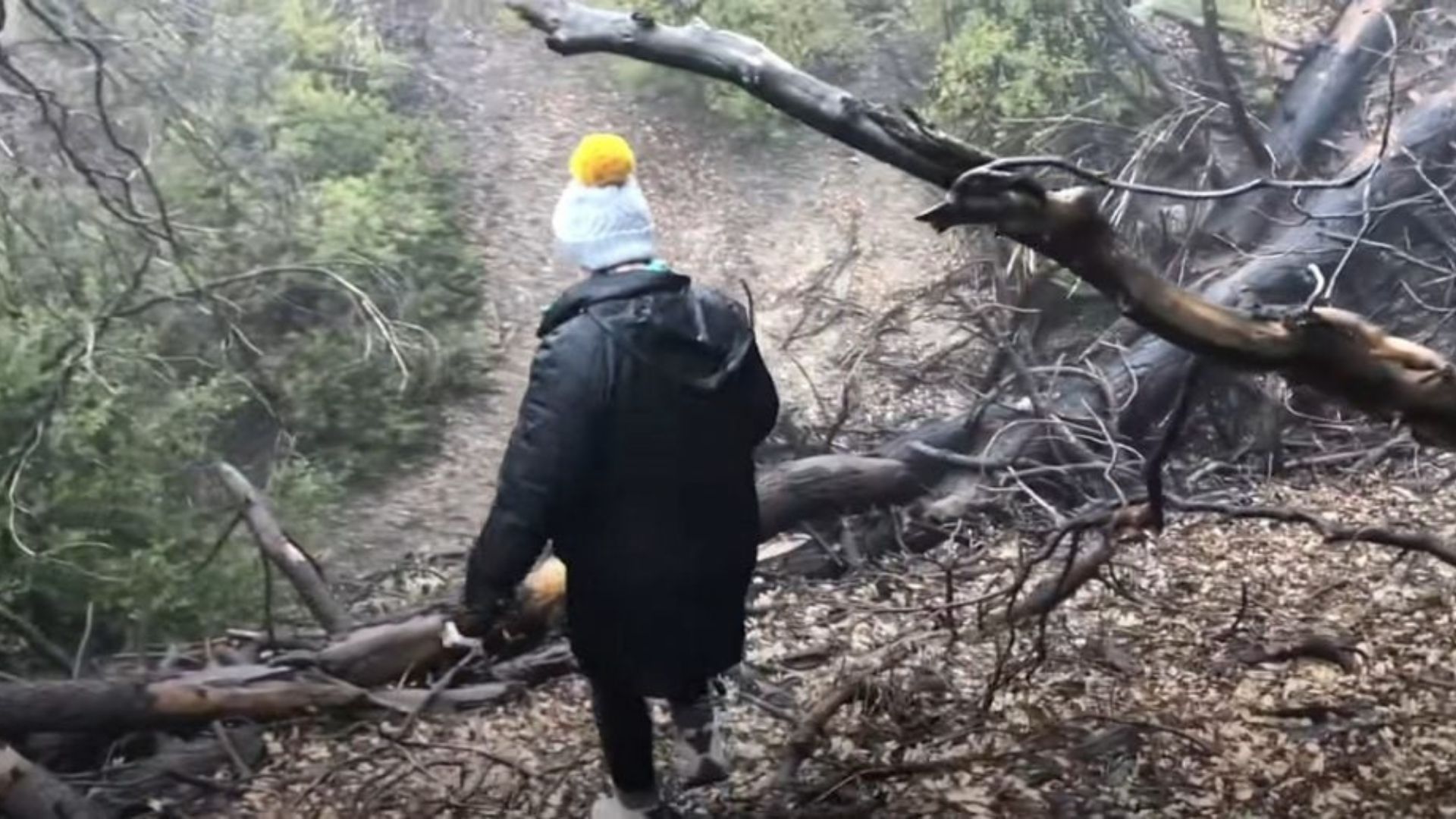 man in forest