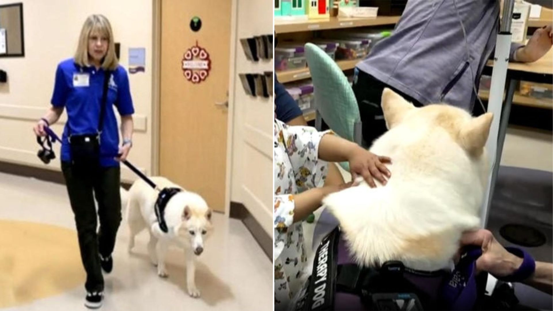 A Dog From Texas Whose Owner Passed Away Now Helps Comfort Other People Who Need Her
