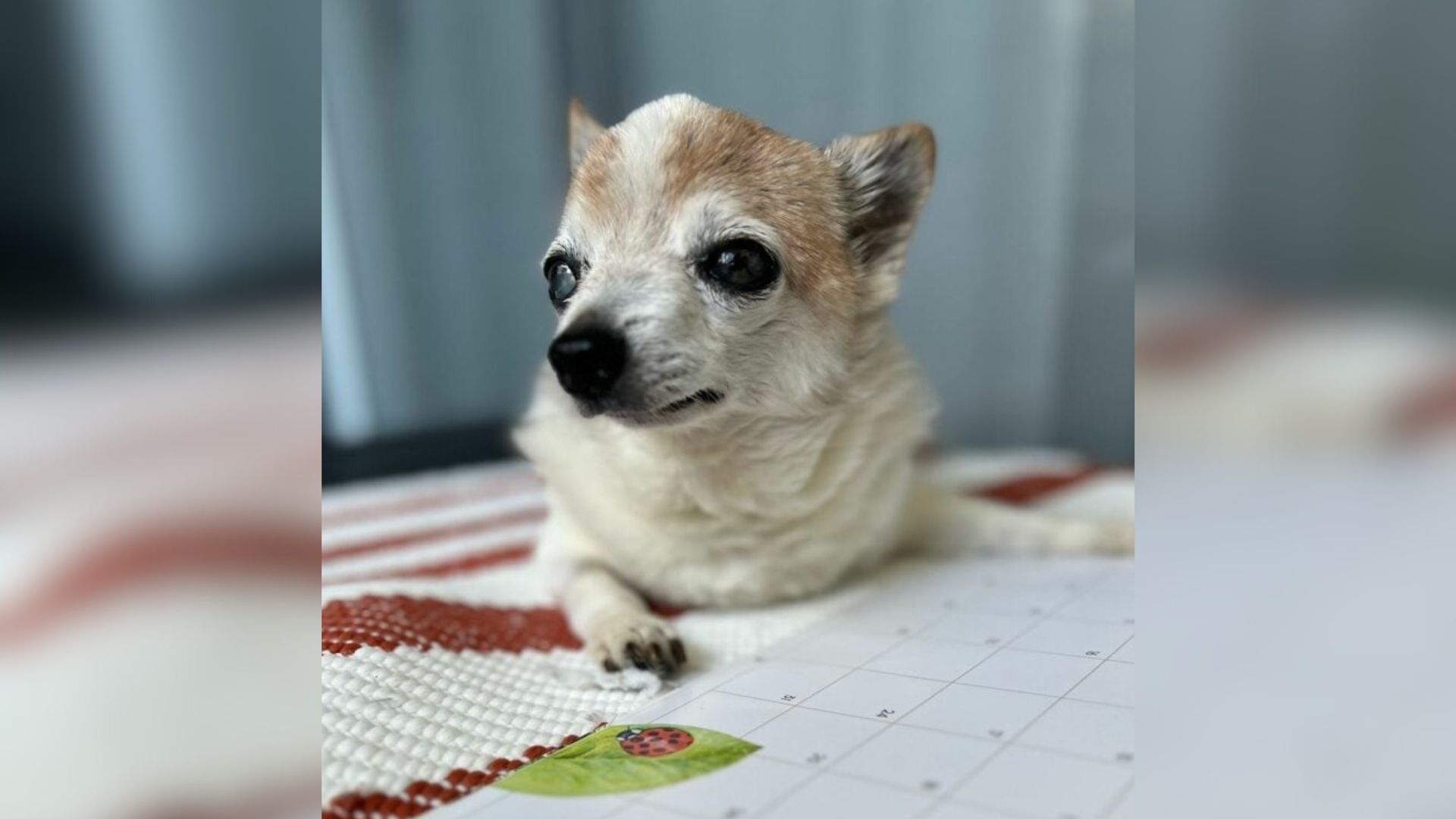 Abandoned Senior Pup From New York Could Barely Move But Everything Changed When He Met A Special Person